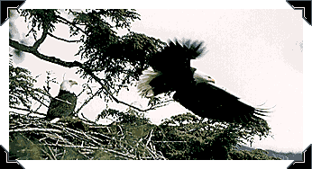Eagles in the nest photograph