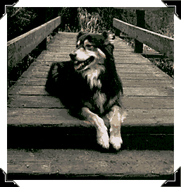 Photograph of Tuija the dog